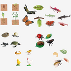 Life Cycle Growth Sets