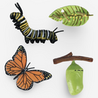 Life Cycle Growth Sets