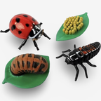 Life Cycle Growth Sets