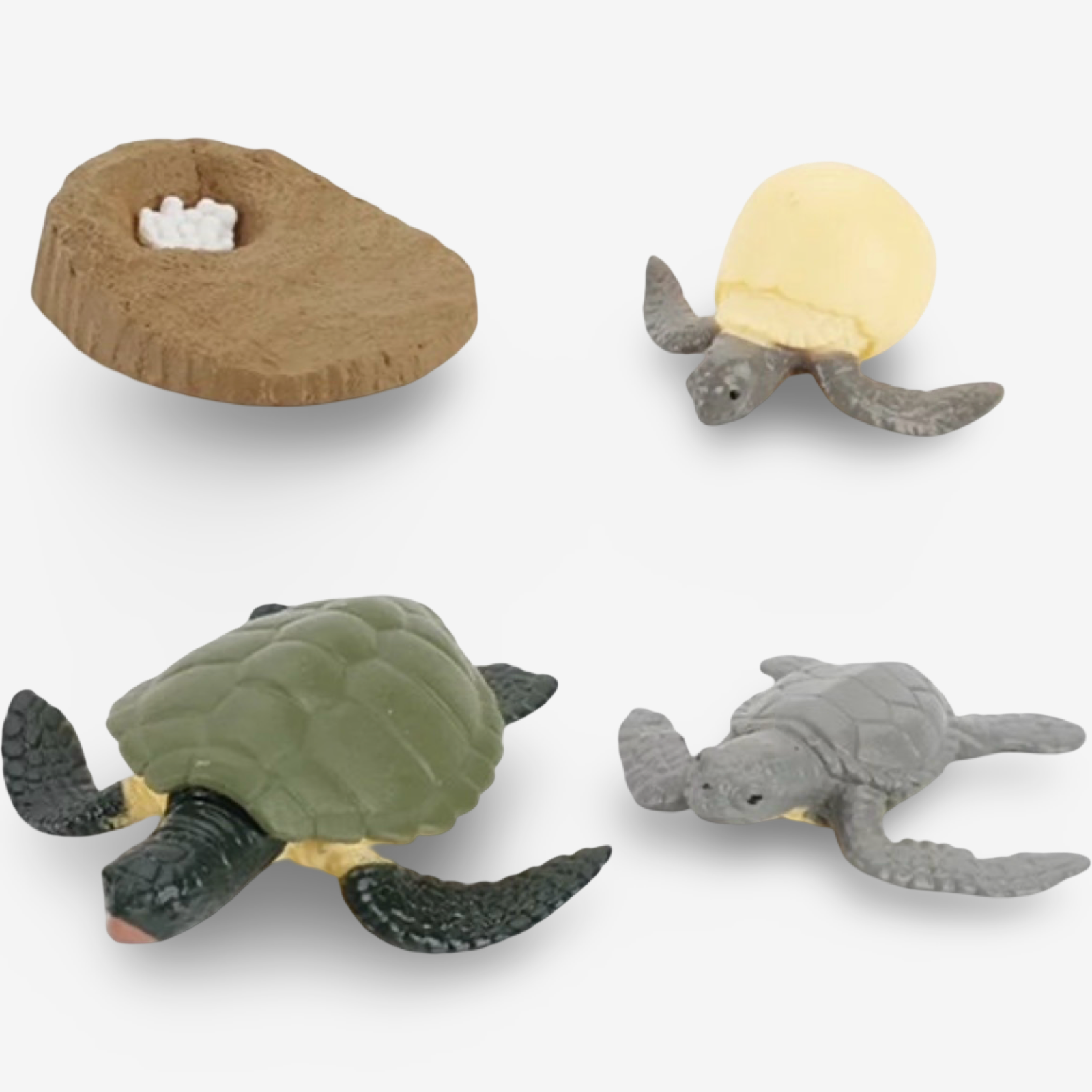 Life Cycle Growth Sets