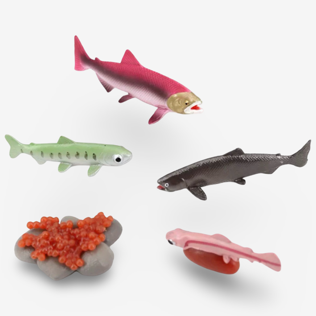 Life Cycle Growth Sets