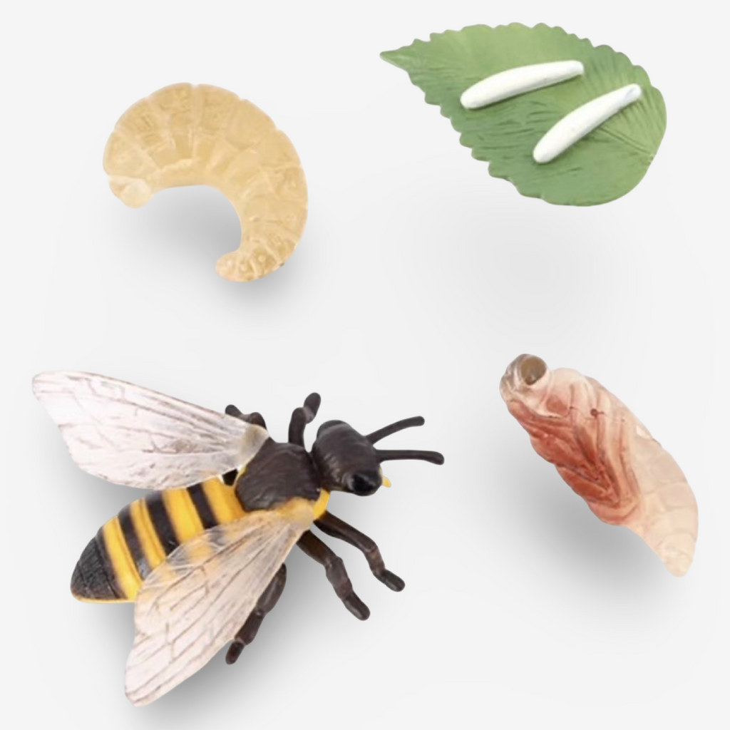 Life Cycle Growth Sets