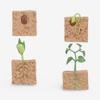 Life Cycle Growth Sets