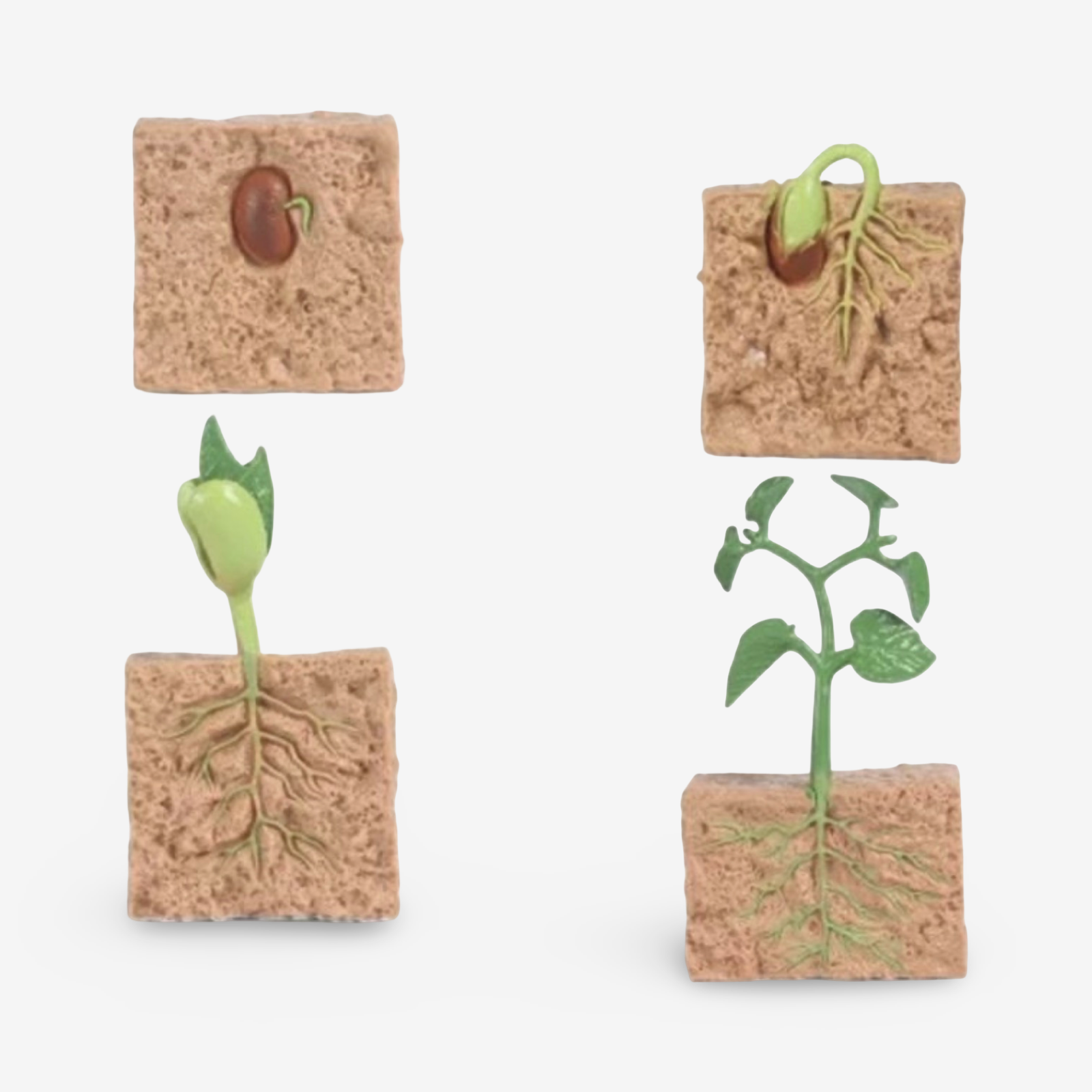 Life Cycle Growth Sets