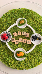Lifecycle Tray