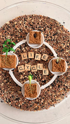 Lifecycle Tray