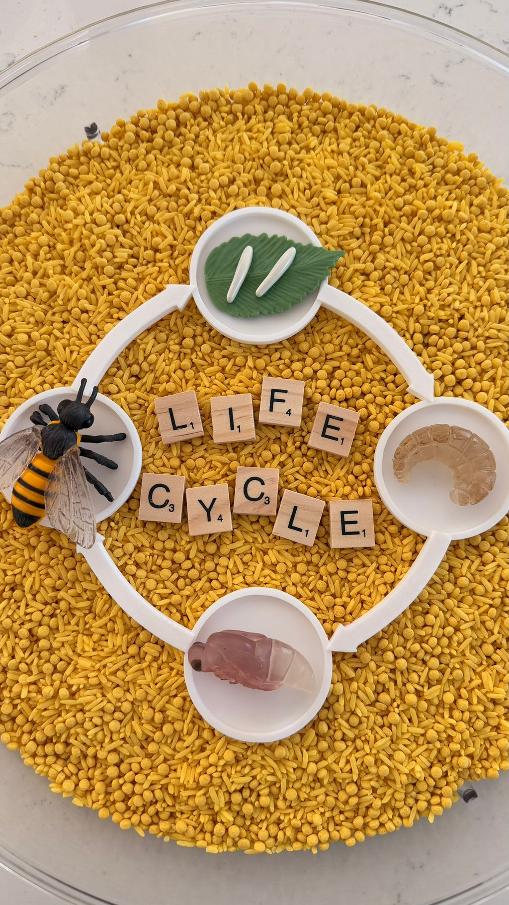 Lifecycle Tray