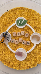 Lifecycle Tray