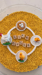 Life Cycle Growth Sets