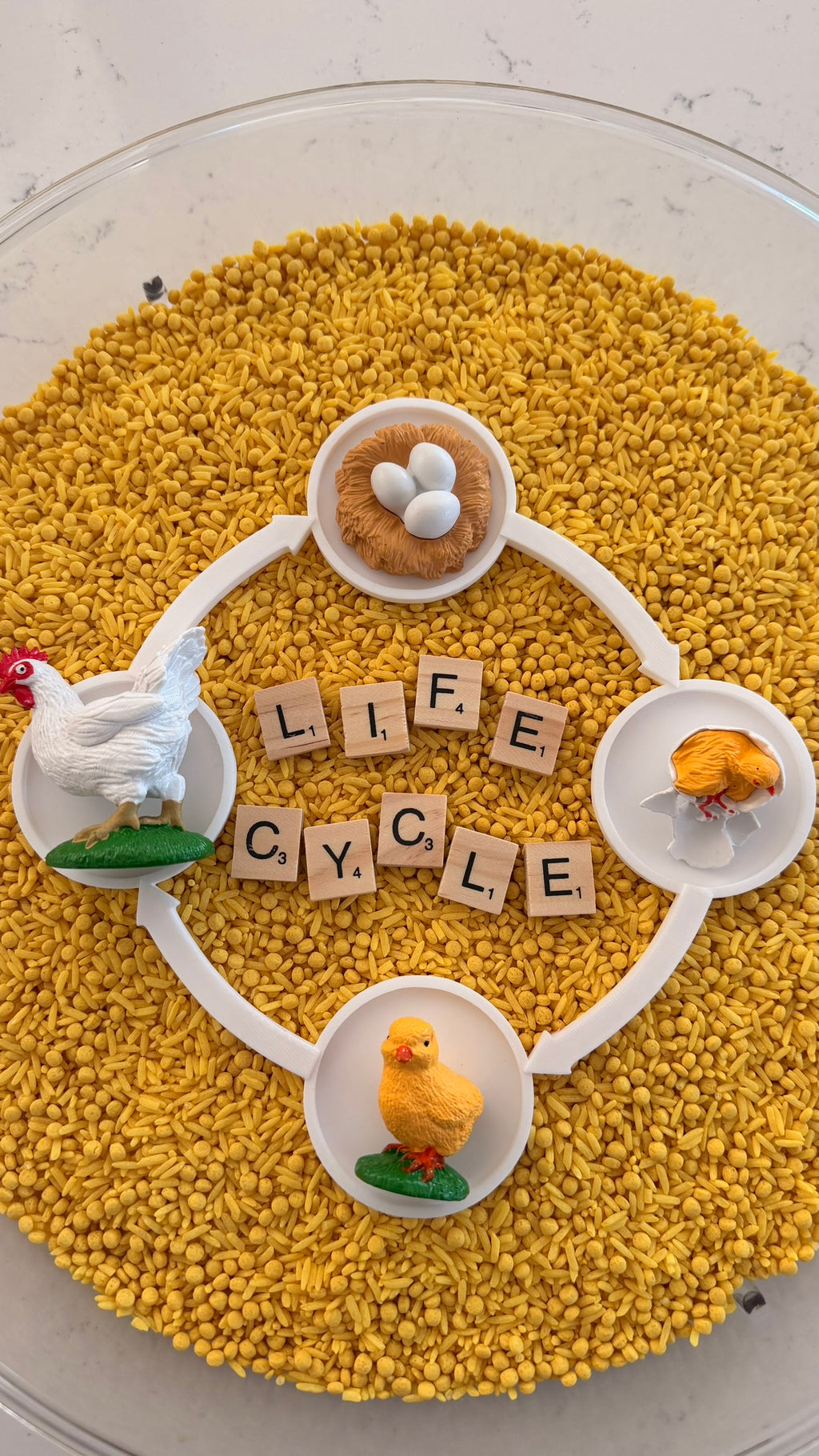 Lifecycle Tray